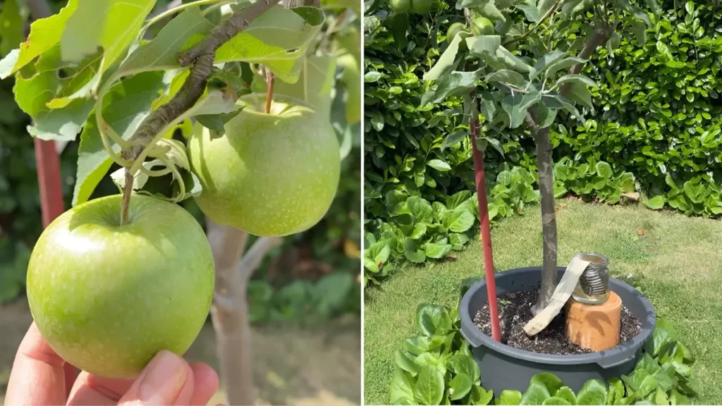 Container Apple Gardening 2026