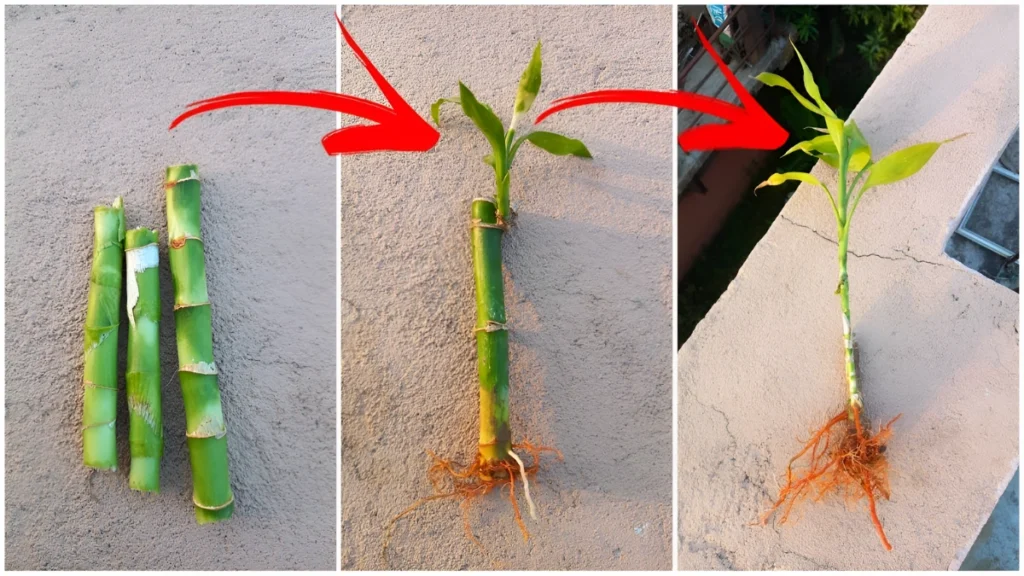 Grow Sweet Success 2026