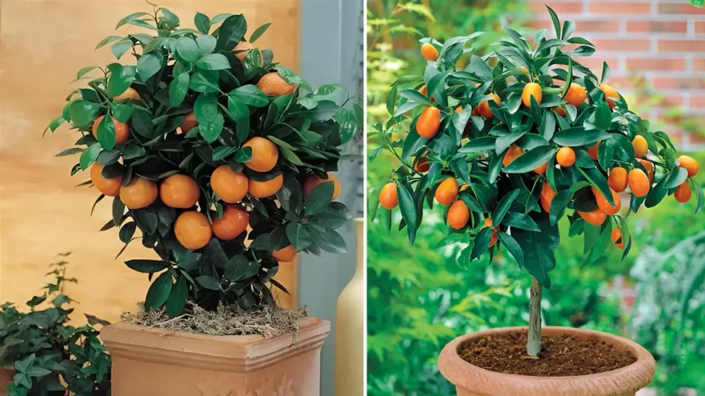 Growing Oranges in Pots 2026