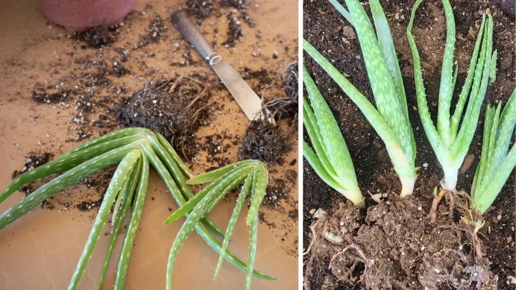 Home Aloe Vera Success 2026