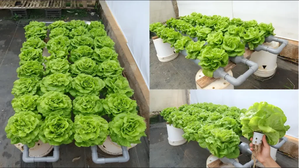 How to Start a Hydroponic Vegetable Garden