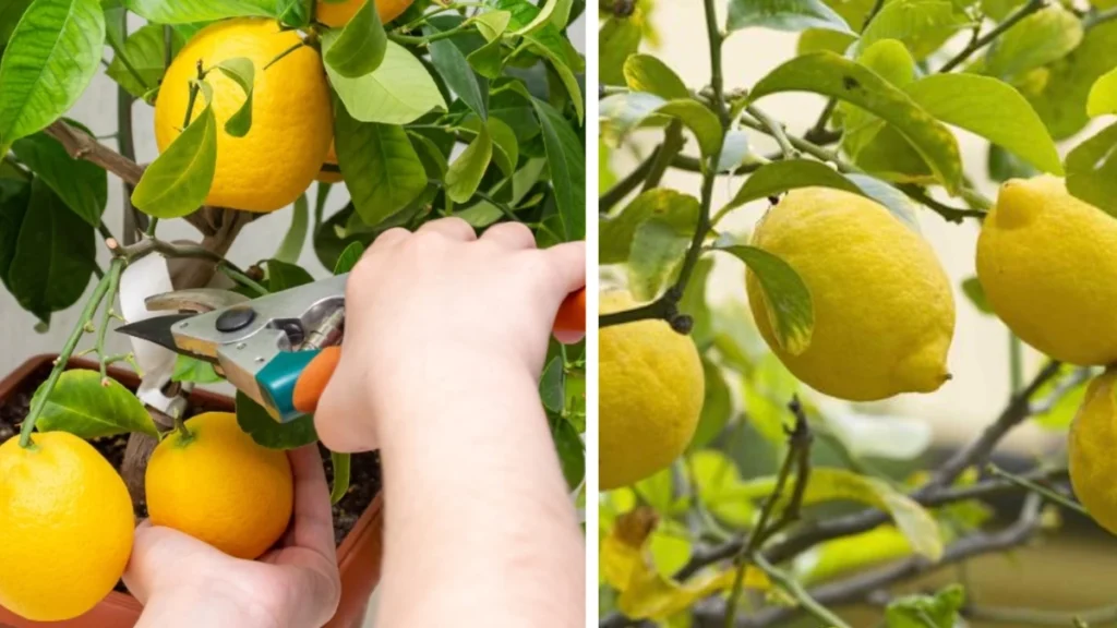 Lemon Tree Removal Explained
