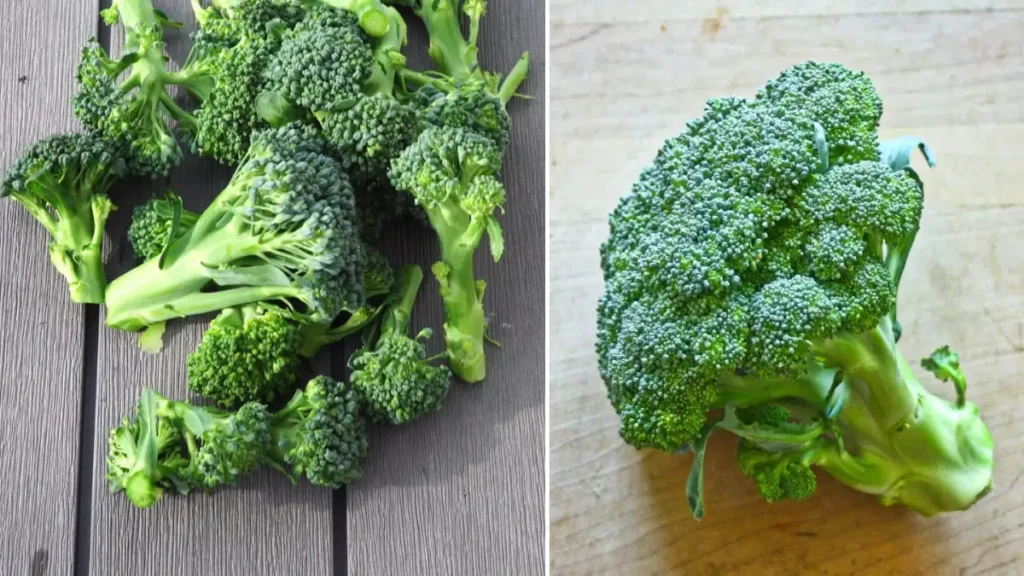 2026 Broccoli Magic