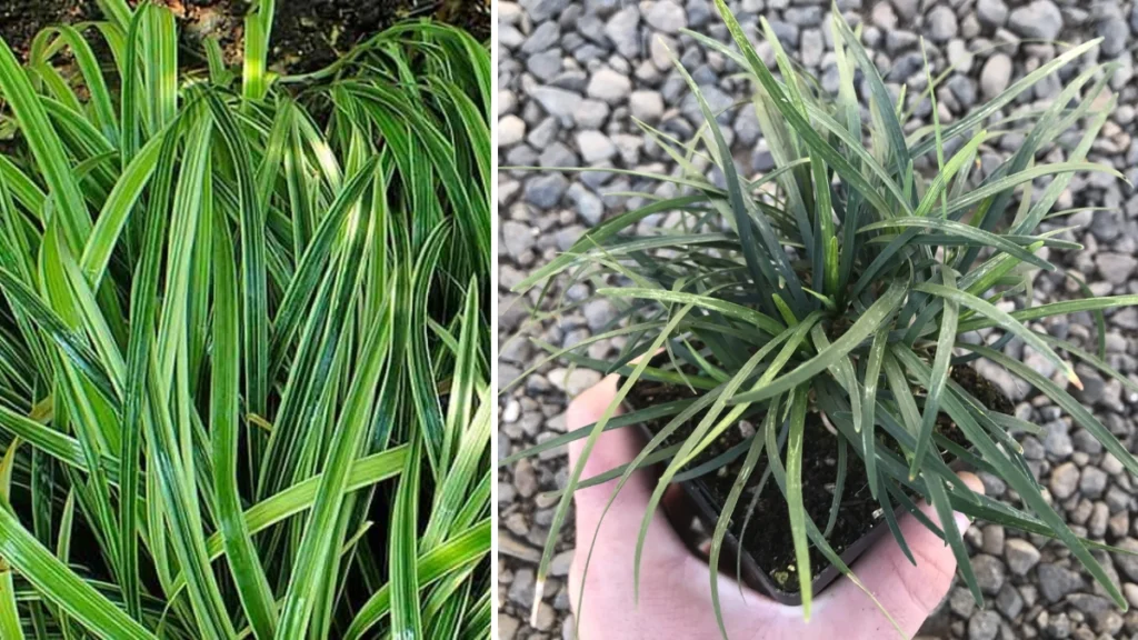 2026 Ophiopogon Care Guide