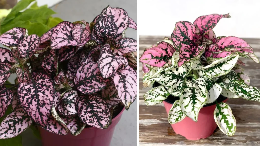 2026 Polka Dot Plant Care