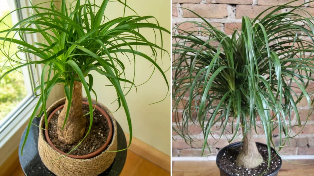 2026 Ponytail Palm Care Tips