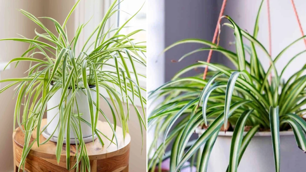 2026 Spider Plant Care